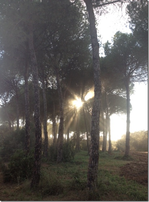 el rocio